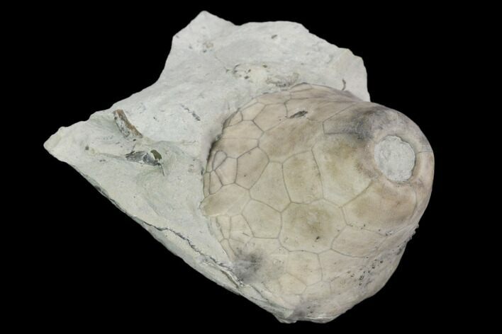 Fossil Crinoid (Eucalyptocrinus) Calyx on Rock - Indiana #127326